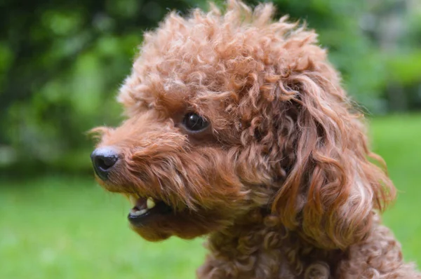 çay fincanı fino köpeği yakın çekim  