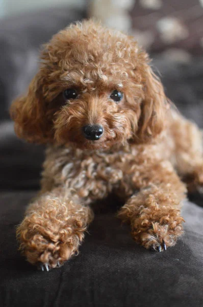 Adorable mini caniche acostado en el sofá —  Fotos de Stock