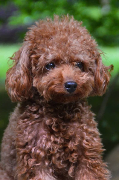 Teacup Poodle närbild — Stockfoto