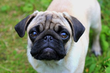 İri gözlü hüzünlü Pug