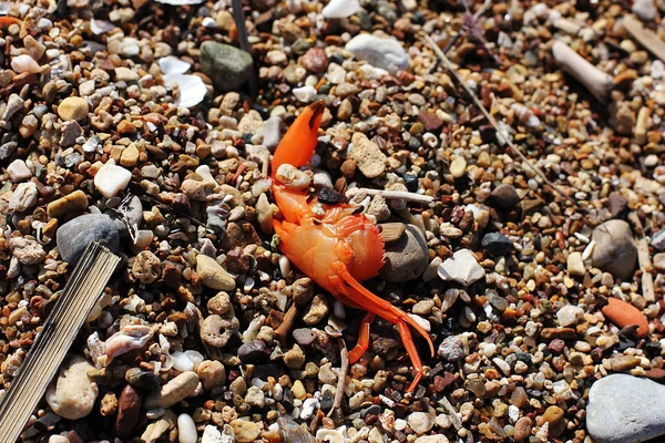 Crabe mort sur la plage de pierre — Photo