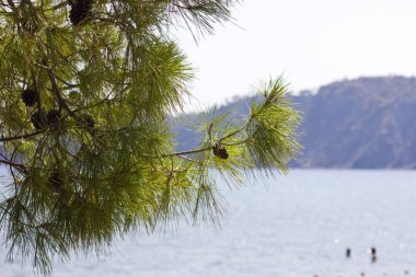 Denizin önünde bir çam ağacının dalını