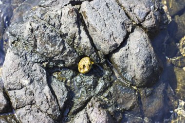 Deniz gri salyangoz kaya