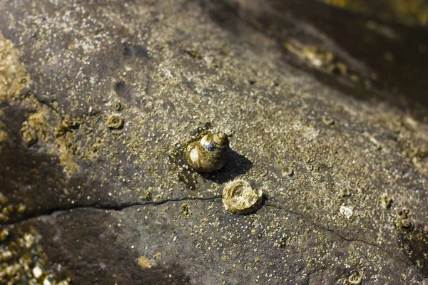 Escargot de mer sur le rocher gris — Photo