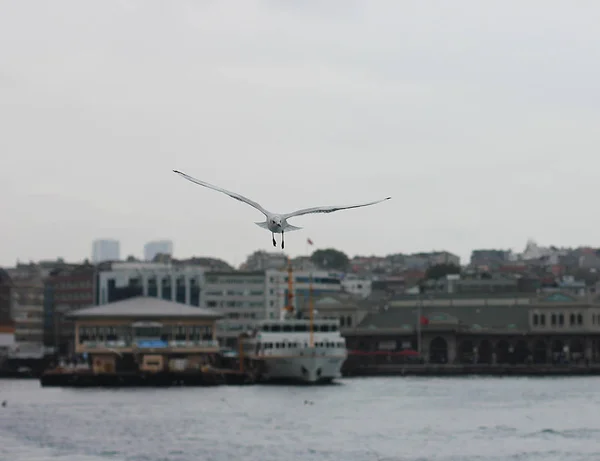 Mouette volante dans un ciel nuageux gris — Photo