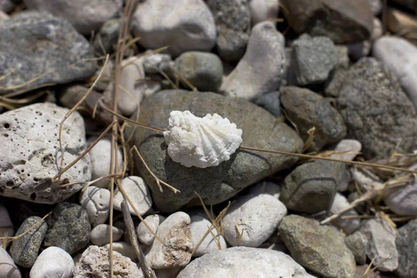 Coquille blanche sur la plage de pierre à la mer — Photo