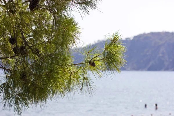 Denizin önünde bir çam ağacının dalını