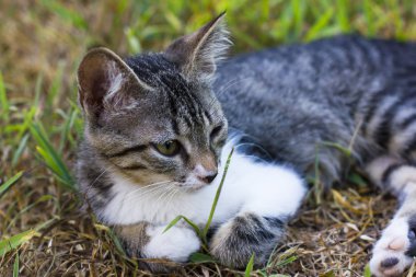 Yavru kedi döşeme yeşil çimenlerin üzerinde
