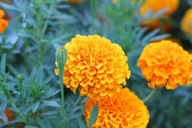 Sarı kadife çiçeği çiçek yeşil bir bahçe içinde