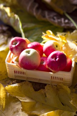 Sarı ve kırmızı sonbahar elma sarı plastik bir kutu içinde