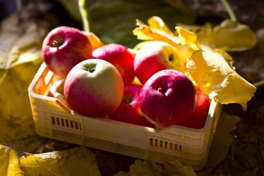 Sarı ve kırmızı sonbahar elma sarı plastik bir kutu içinde