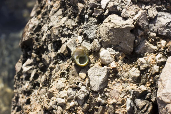 Sea snail on the grey rock