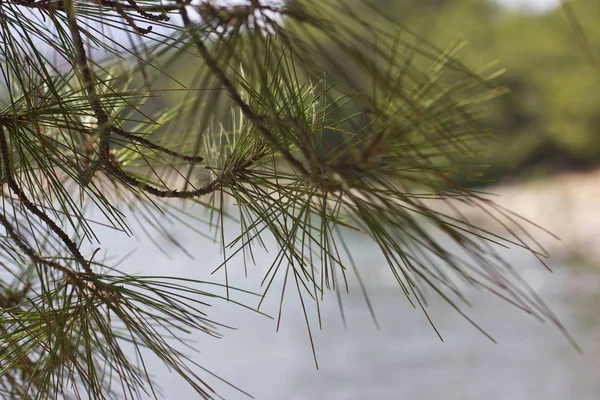 Branche d'un pin devant la mer — Photo