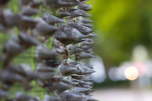 Albero verde chiodato Chorisia in Antalya — Foto Stock