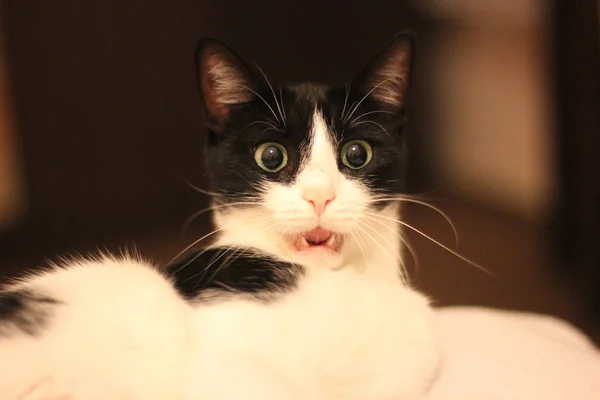 Sürpriz beyaz ve siyah kedi döşeme