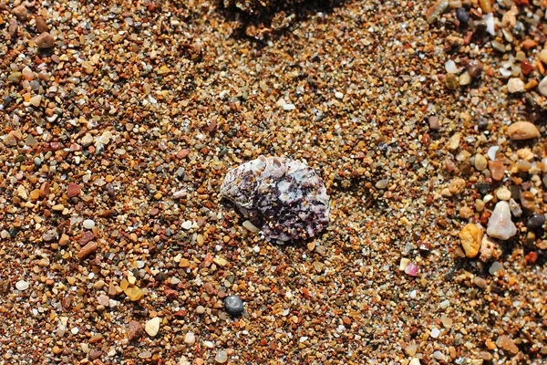 Pedras e conchas na praia de areia no mar — Fotografia de Stock