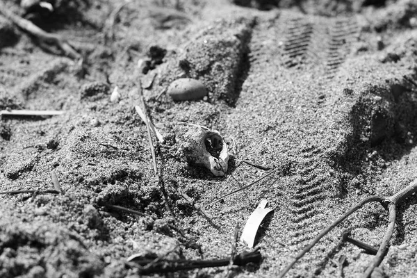 Tête de poisson noir et blanc sur la plage de sable — Photo