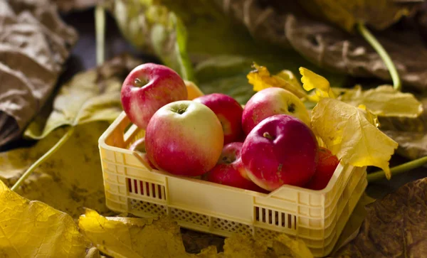 Sarı ve kırmızı sonbahar elma sarı plastik bir kutu içinde