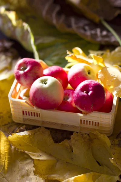 Sarı ve kırmızı sonbahar elma sarı plastik bir kutu içinde