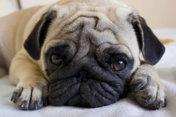 Trauriger Mops liegt auf dem Bett — Stockfoto