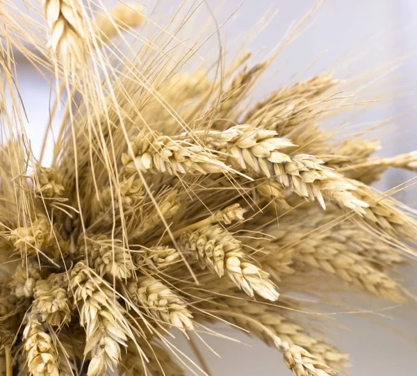 Bir demet buğday kulaklar