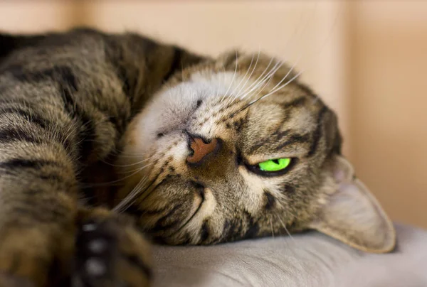 Gato dormido con un ojo verde brillante —  Fotos de Stock