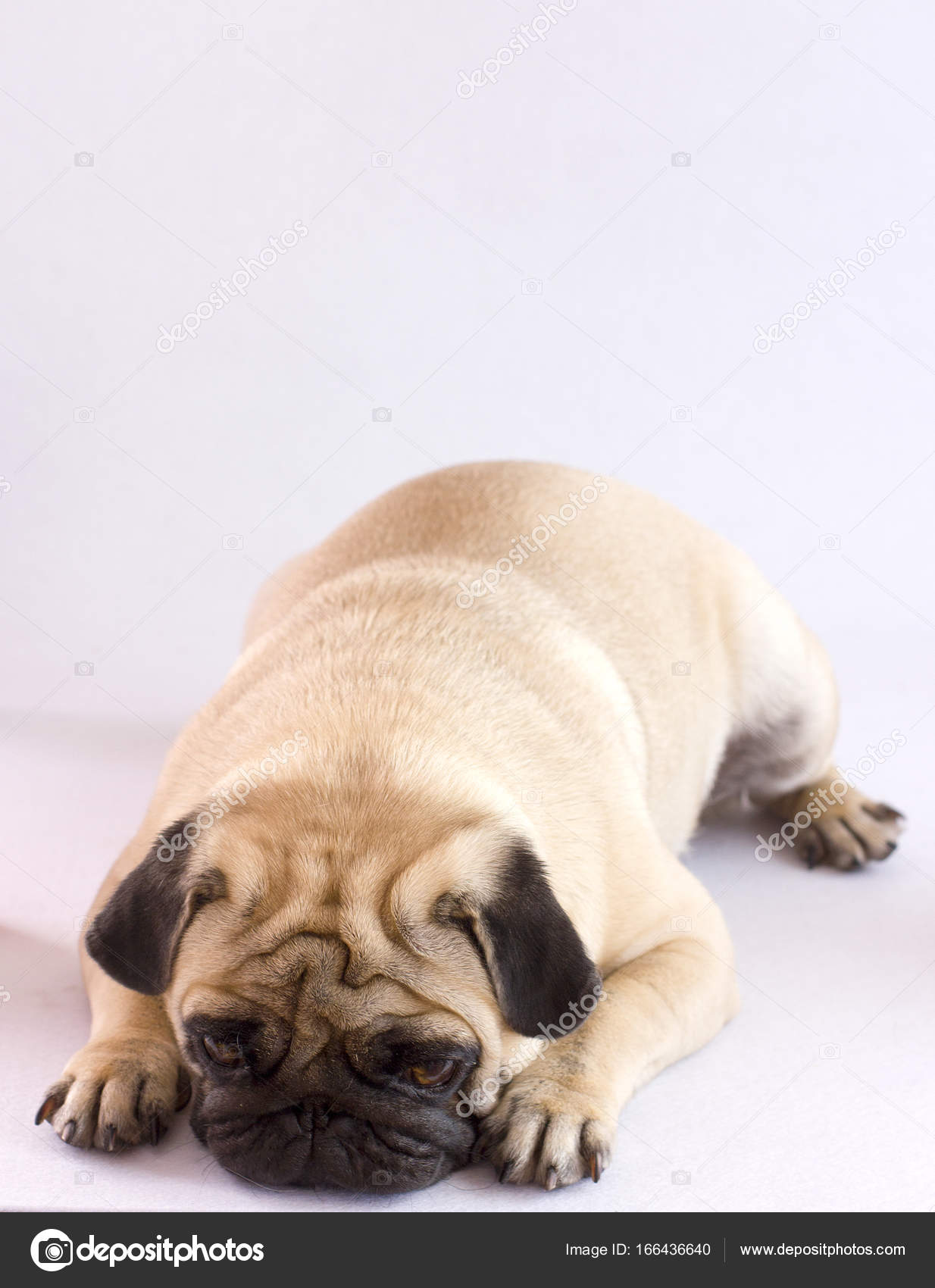 Pug Di Cane Arrabbiato Molto Triste A Terra Bianco Isolato Foto