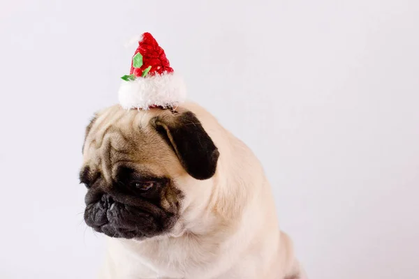 Очень грустный собачий мопс в рождественской шляпе на белой земле. Изолировать — стоковое фото