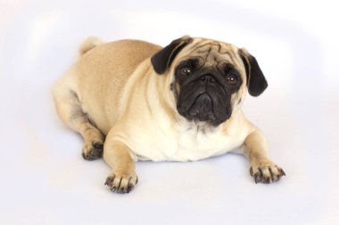 Yalancı bir pug köpek üzülmüş. İzole.