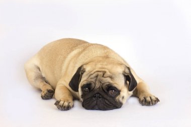 Yalancı bir pug köpek üzülmüş. İzole.
