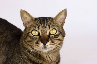 Beyaz bir arka plan üzerinde çizgili bir kedi fotoğraf makinesine benziyor. İzole