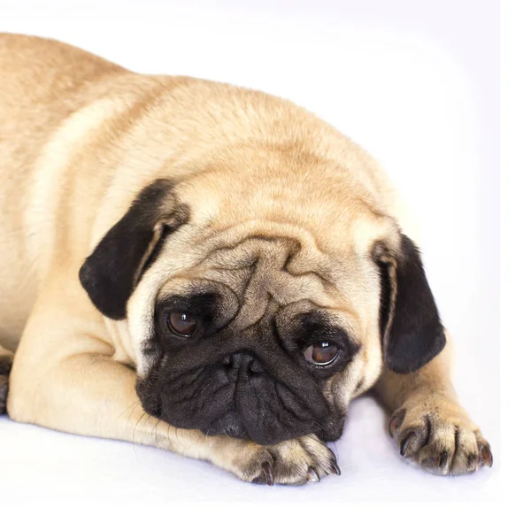 Yalancı bir pug köpek üzülmüş. İzole.