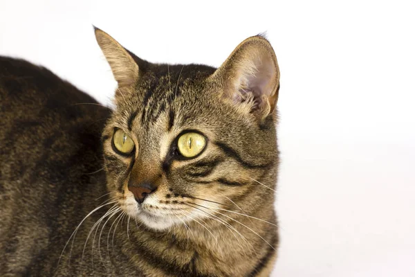 Un gato rayado sobre un fondo blanco mira a un lado. Aislado —  Fotos de Stock