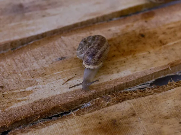 A csiga mászik egy fa dobozban — Stock Fotó
