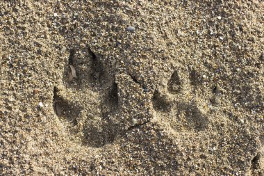 Islak sarı kum plaj üzerinde köpek izler