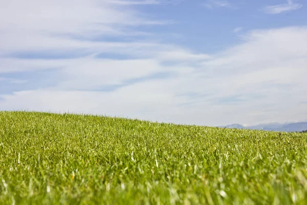 Golf course in Belek. Green grass on the field. Blue sky, sunny — Stock Photo, Image