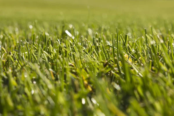 Belek Golf Sahası. Yeşil çim sahada. 