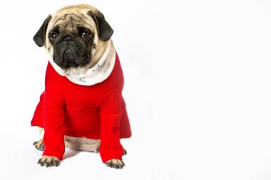 Çok şirin oturma pug köpek bir kırmızı yılbaşı elbise. Direc görünüyor