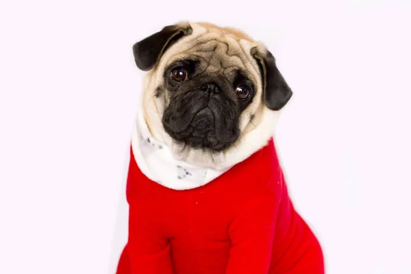 Very cute sitting pug dog in a red New Year 's dress. Выглядит так: — стоковое фото