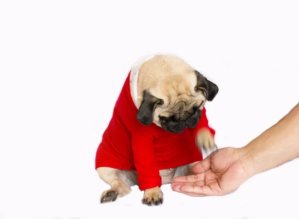 Muito bonito cão pug sentado em curativos de um Ano Novo vermelho.Dar a mão — Fotografia de Stock