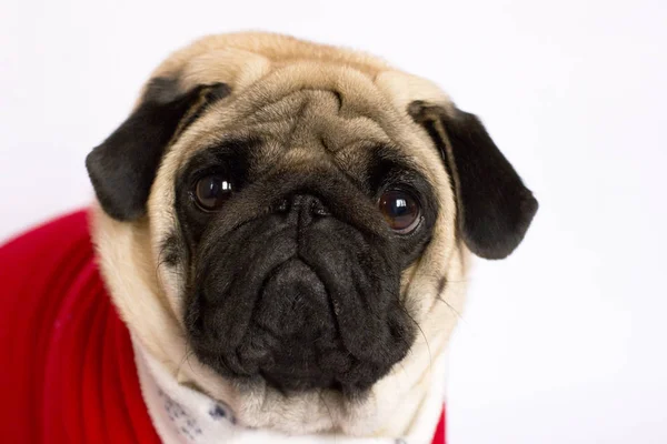 Çok şirin oturma pug köpek bir kırmızı yılbaşı elbise. Zekâ arıyorsunuz