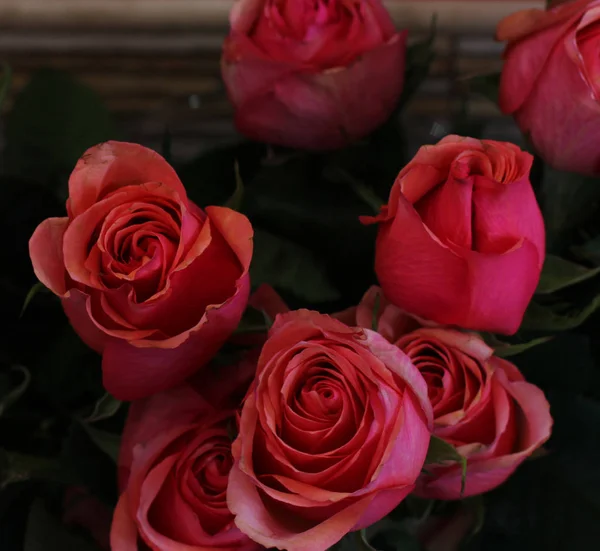 Свежие большие розовые розы с зелеными листьями — стоковое фото