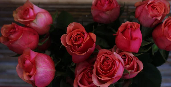 Свежие большие розовые розы с зелеными листьями — стоковое фото