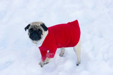 Beyaz kar üzerinde kırmızı kazaklı güzel üzgün pug köpek