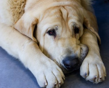 Üzgün büyük bej köpek Amerikan mastino yerde yatarken