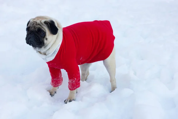 Lovely sad pug dog in a red sweater on white snow — Stock Photo, Image