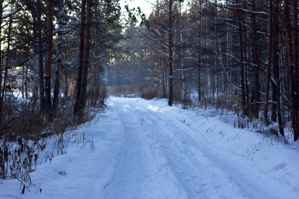 Winter schneeweiße Straße in einem Kiefernwald — Stockfoto