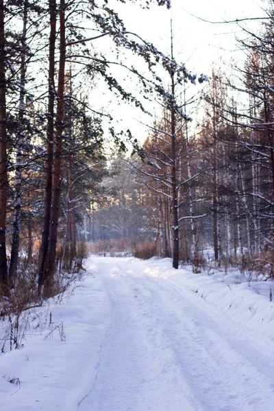 Winter schneeweiße Straße in einem Kiefernwald — Stockfoto