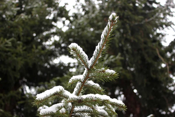 Ramo verde abeto sob a neve em um fundo de neve branco — Fotografia de Stock