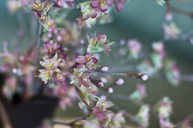 Sakura şubesi. Si yapılmış kiraz çiçeği pembe yapay çiçekler
